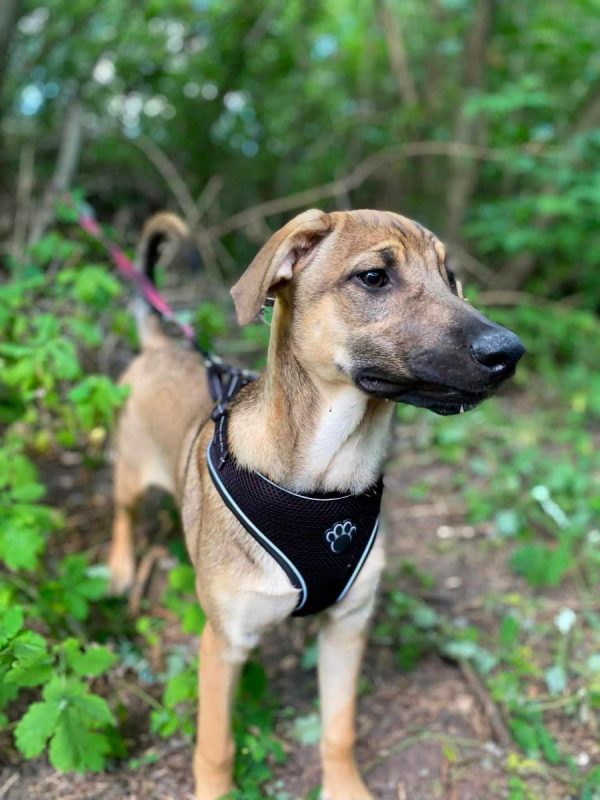 LARSON - Chien Croisé x Royal Bourbon à adopter - photo 3