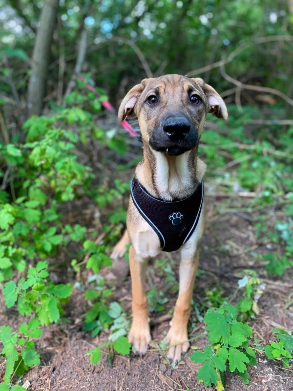 LARSON - Chien Croisé x Royal Bourbon à adopter - photo 4