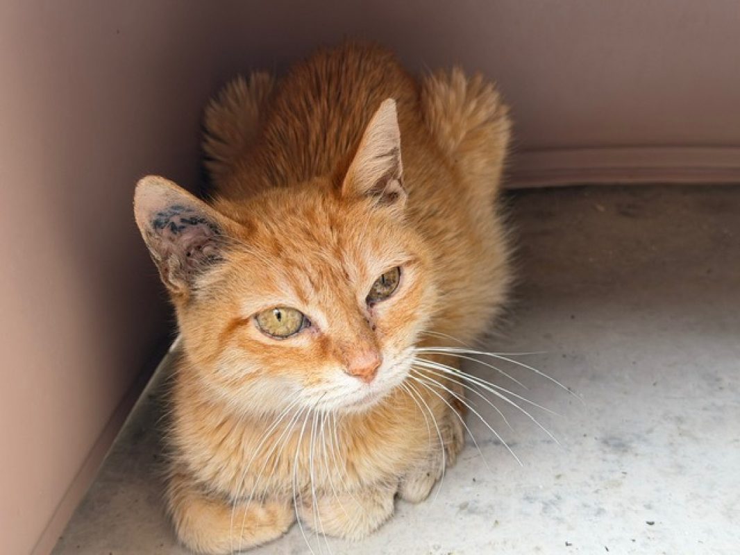 Cornelia - Chat Européen à adopter