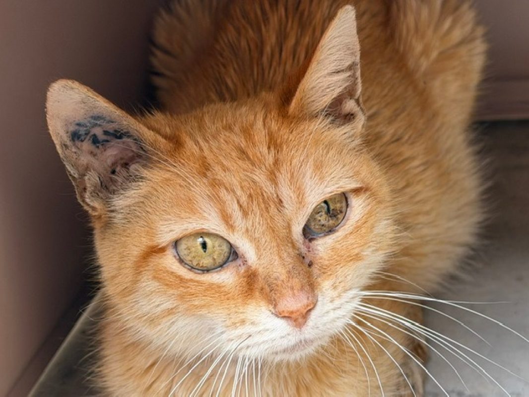 Cornelia - Chat Européen à adopter - photo 2