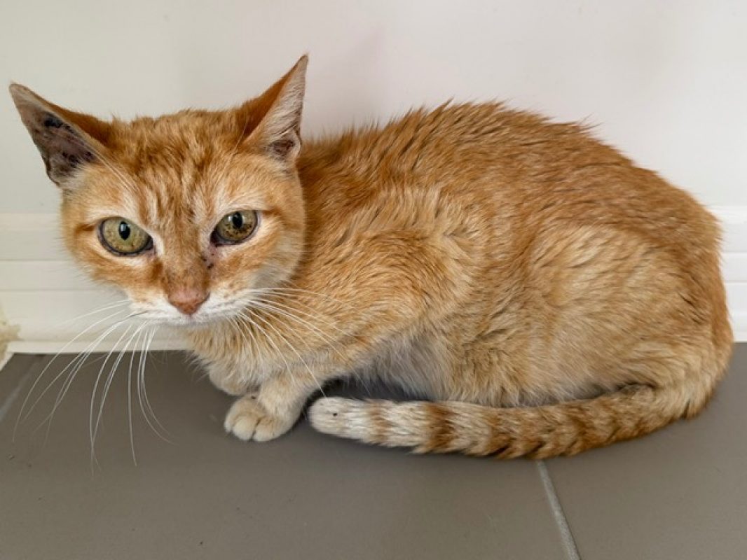 Cornelia - Chat Européen à adopter - photo 3