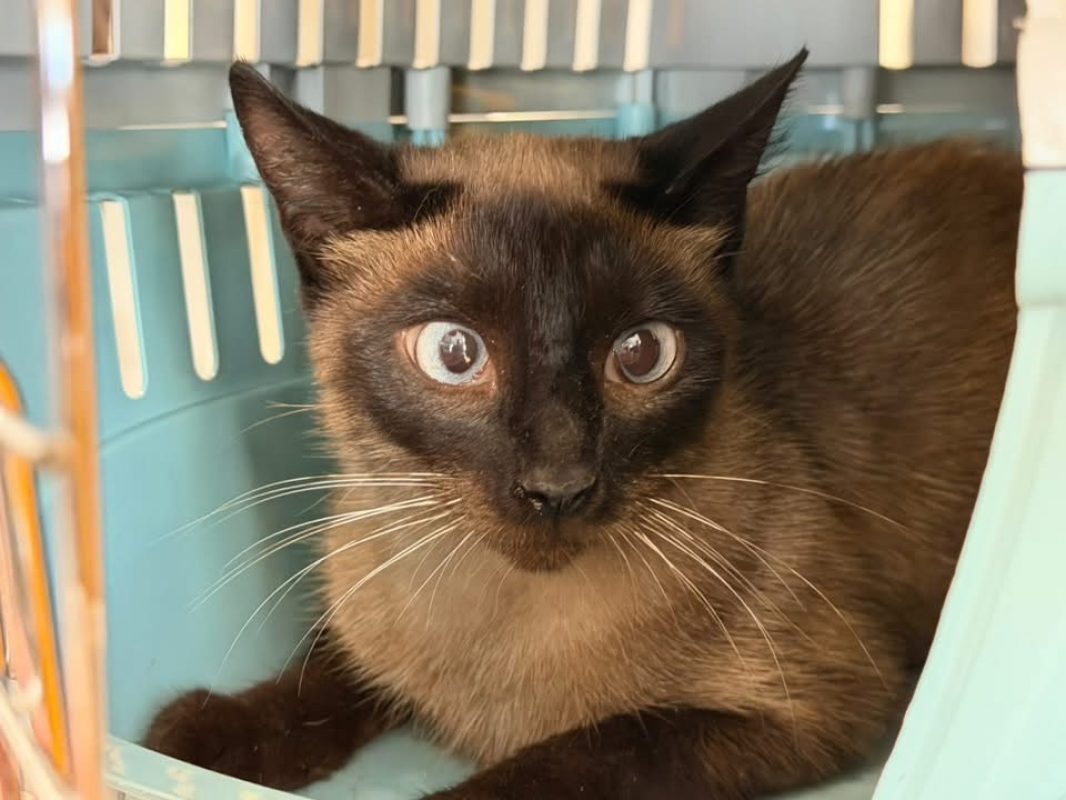 Dalida - Chat Européen à adopter