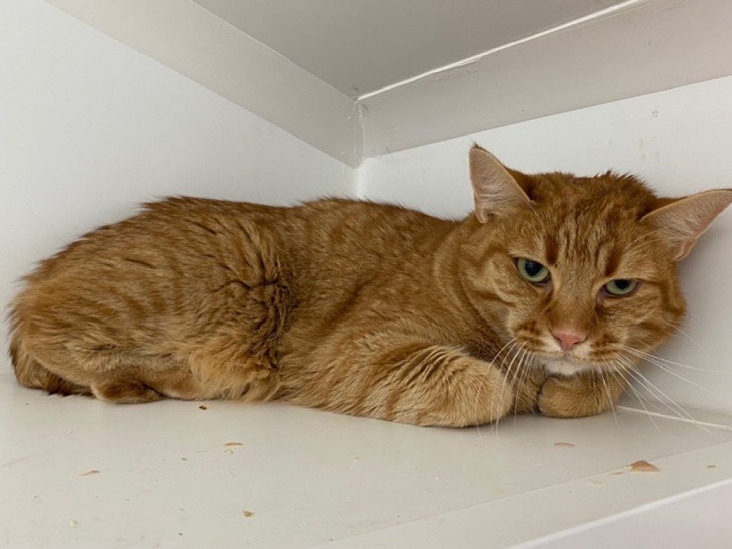 Everdell - Chat Européen à adopter
