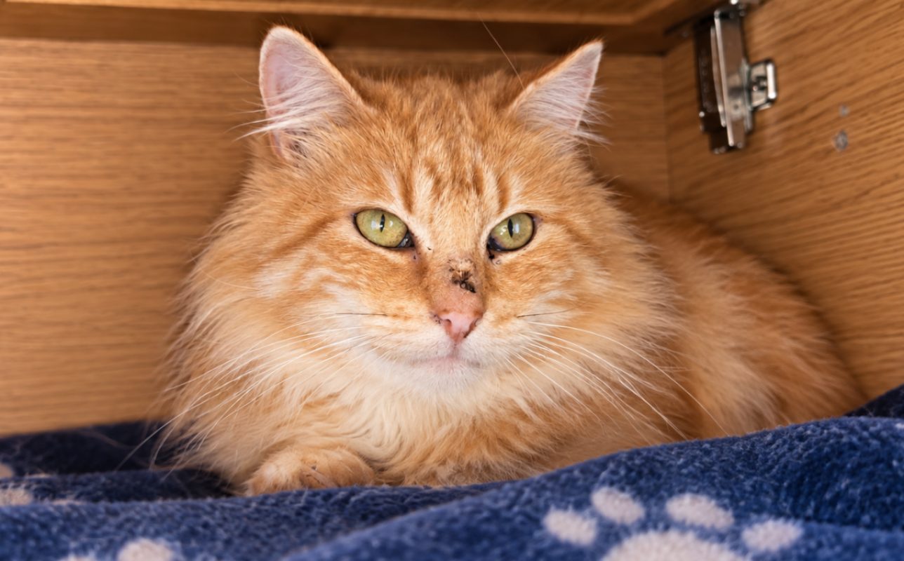 Lignac - Chat Européen à adopter