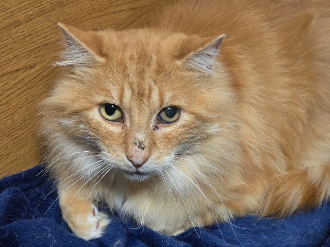 Lignac - Chat Européen à adopter - photo 2