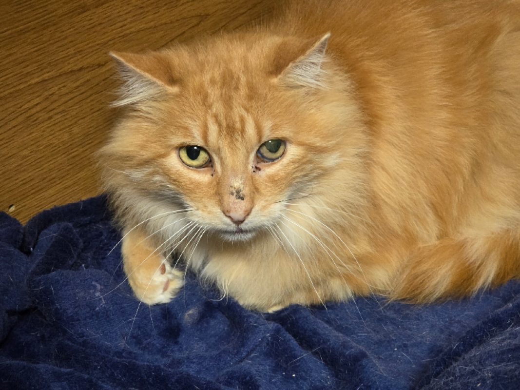 Lignac - Chat Européen à adopter - photo 3