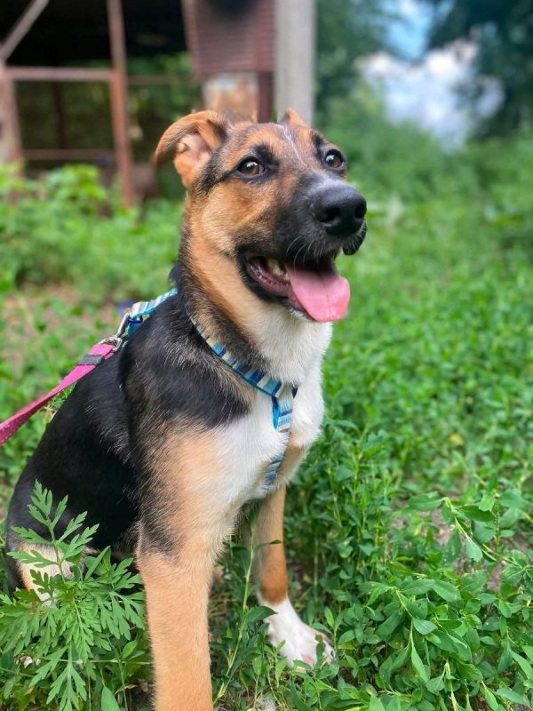 TUZIK - Chien Berger Allemand x Royal Bourbon à adopter - photo 3