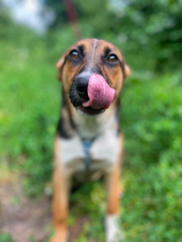 TUZIK - Chien Berger Allemand x Royal Bourbon à adopter