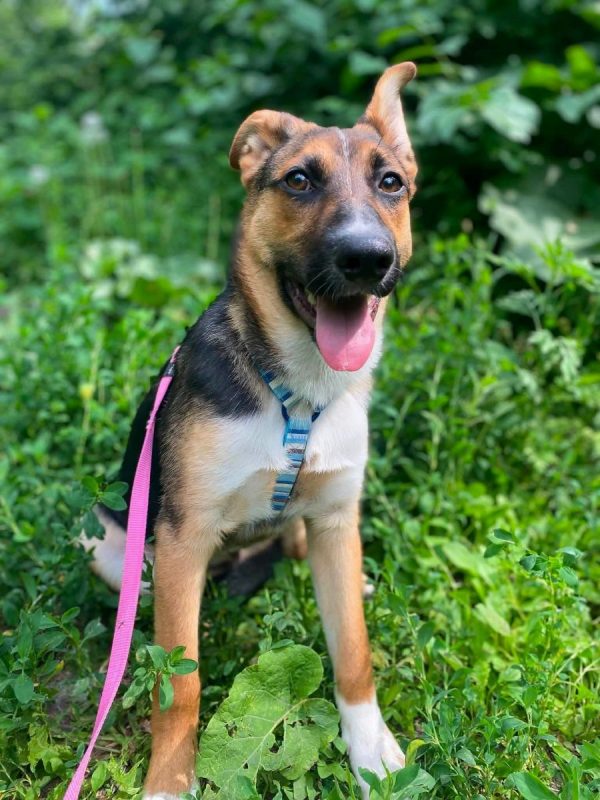 TUZIK - Chien Berger Allemand x Royal Bourbon à adopter - photo 4