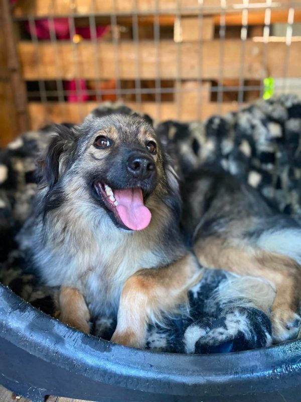 NOTKA - Chien Royal Bourbon à adopter - photo 2