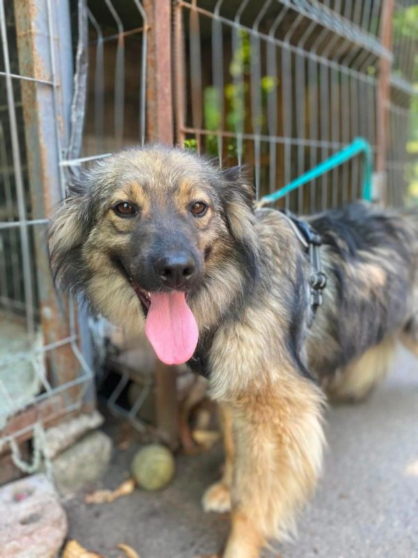 NOTKA - Chien Royal Bourbon à adopter - photo 4