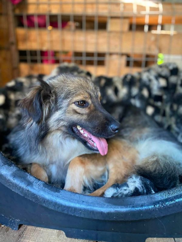 NOTKA - Chien Royal Bourbon à adopter - photo 3