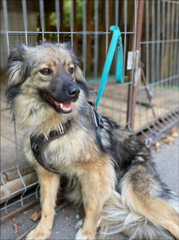 NOTKA - Chien Royal Bourbon à adopter