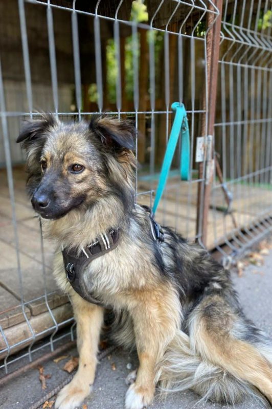 NOTKA - Chien Royal Bourbon à adopter - photo 6