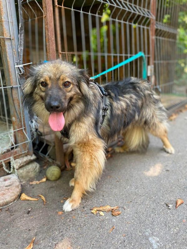 NOTKA - Chien Royal Bourbon à adopter - photo 5