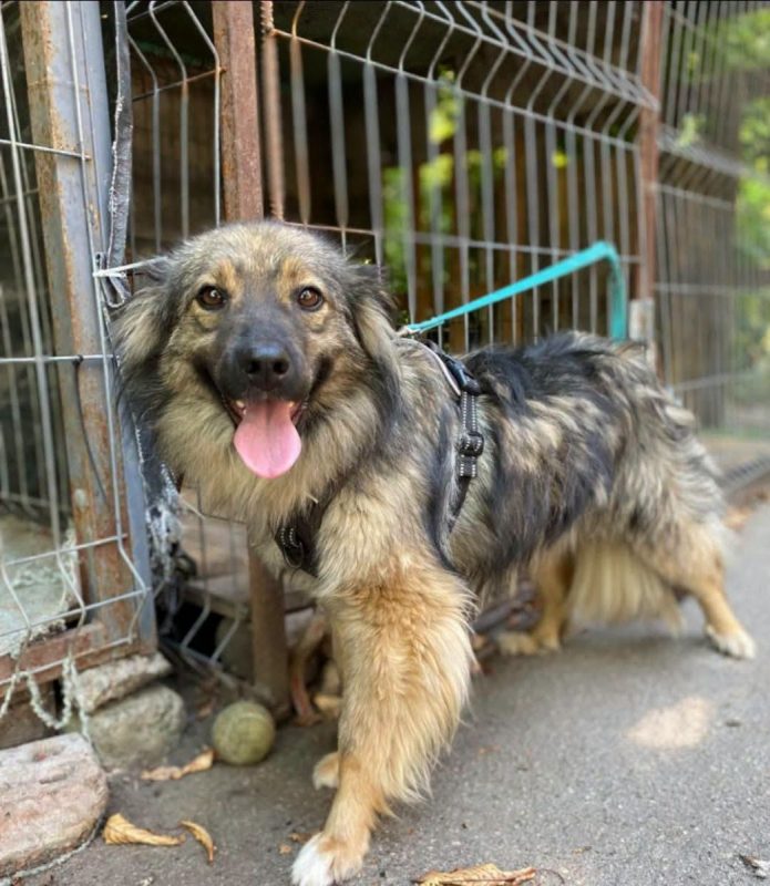 NOTKA - Chien Royal Bourbon à adopter - photo 7