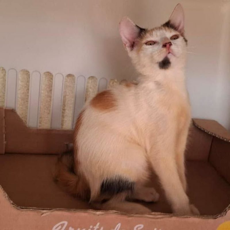 BUTTERFLY - Chat Européen à adopter - photo 2