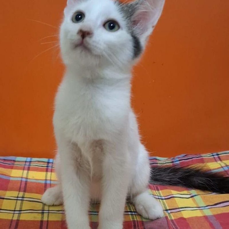 BUZZ - Chat Européen à adopter - photo 2