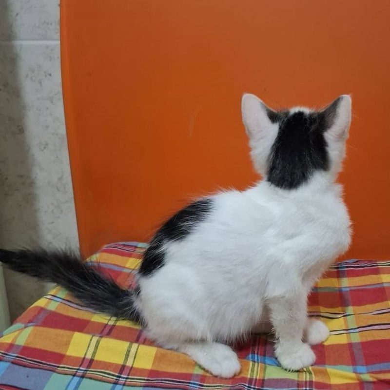 BUZZ - Chat Européen à adopter - photo 4