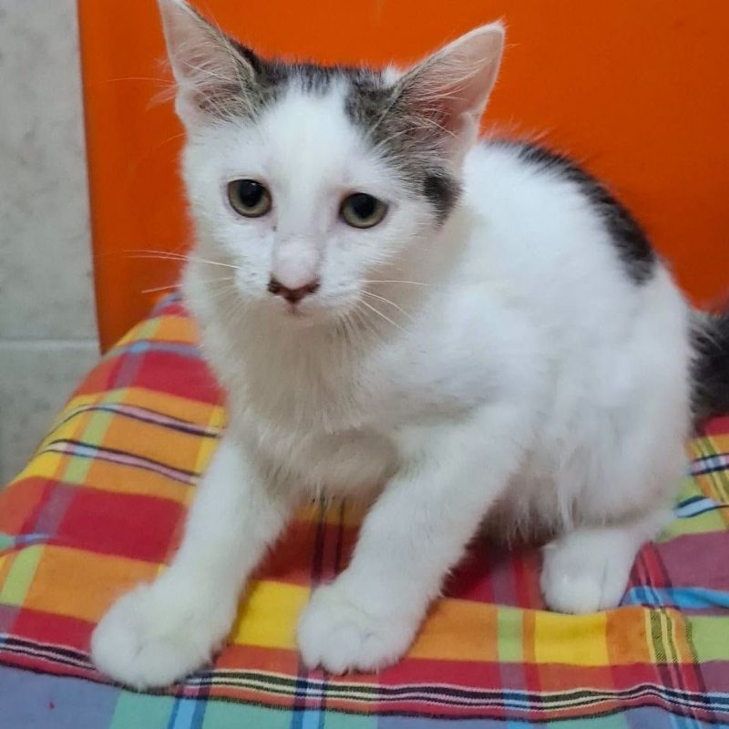 BUZZ - Chat Européen à adopter - photo 3