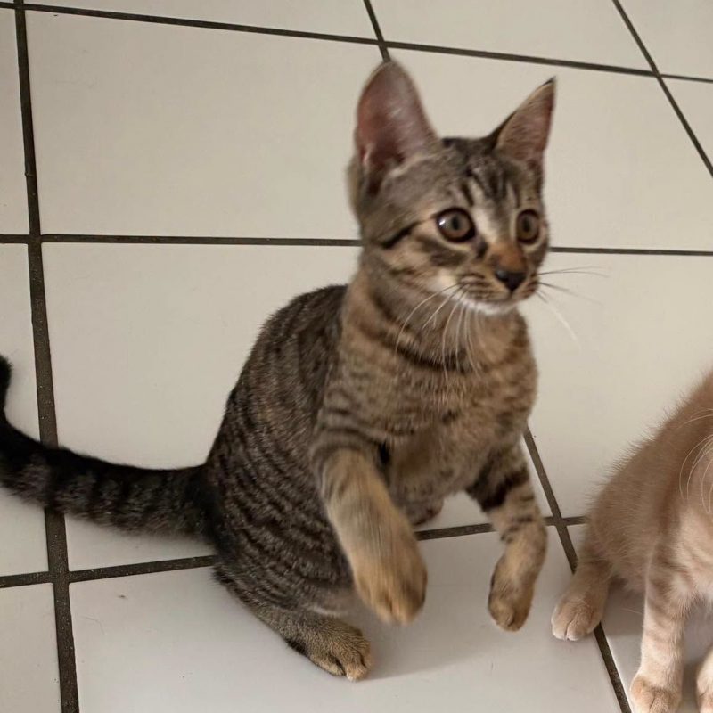 JADE - Chat Européen à adopter - photo 4