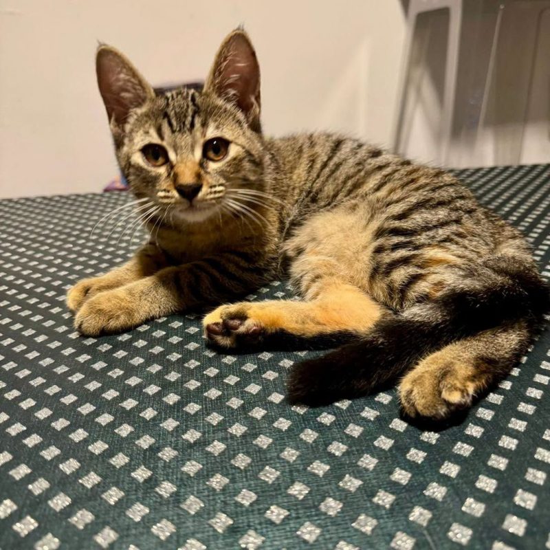 JADE - Chat Européen à adopter - photo 3