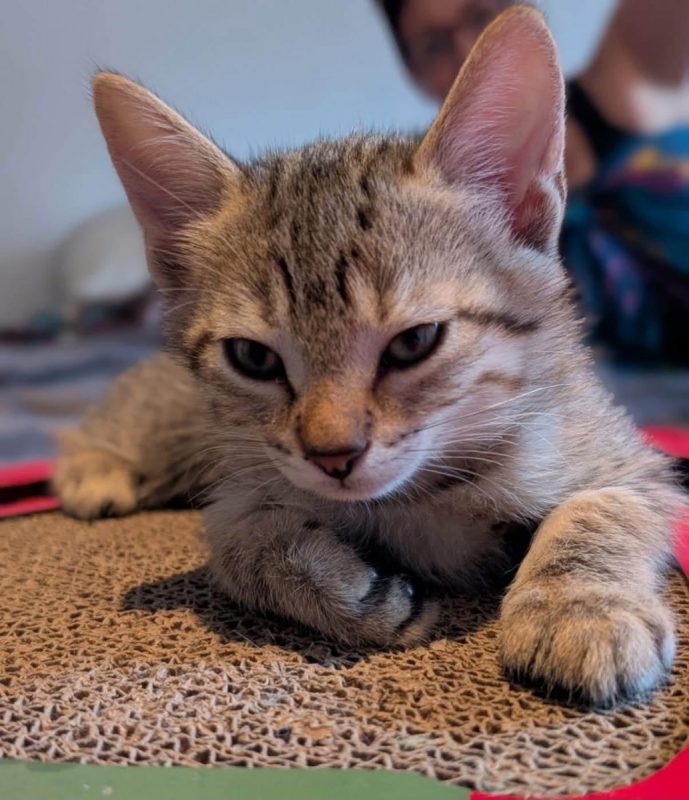 BRADY - Chat Européen à adopter - photo 4