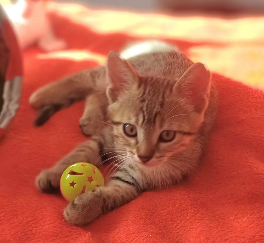 BRADY - Chat Européen à adopter - photo 5