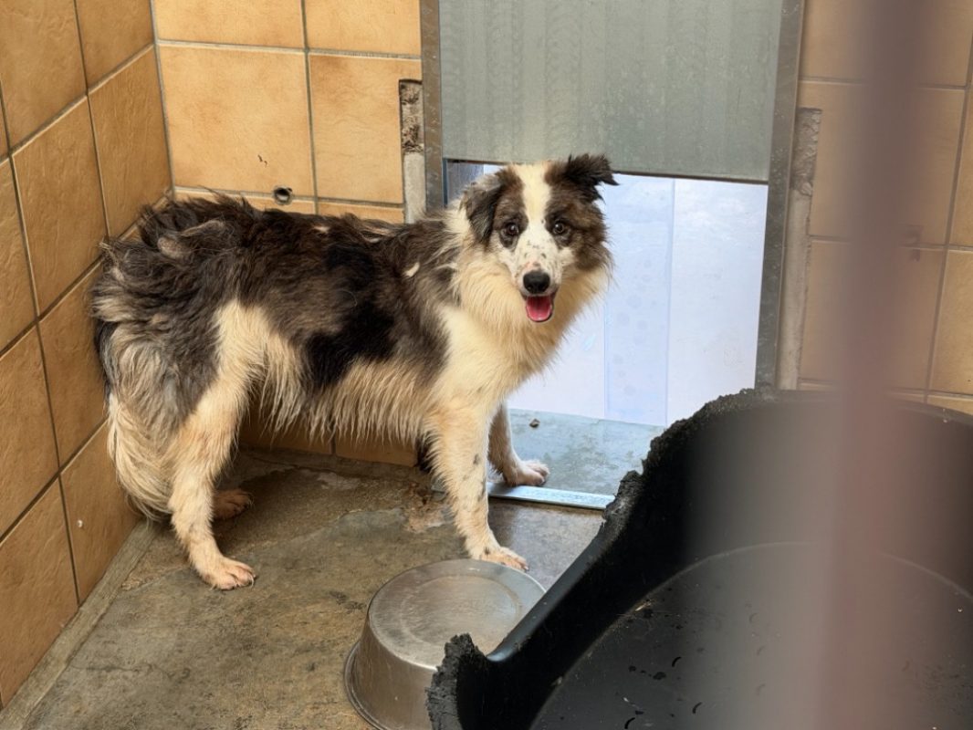 Orphee - Chien Border Collie à adopter