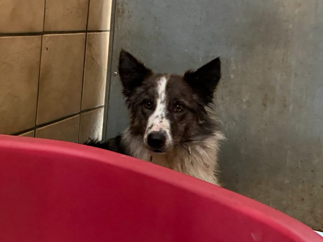 Kali - Chien Border Collie à adopter