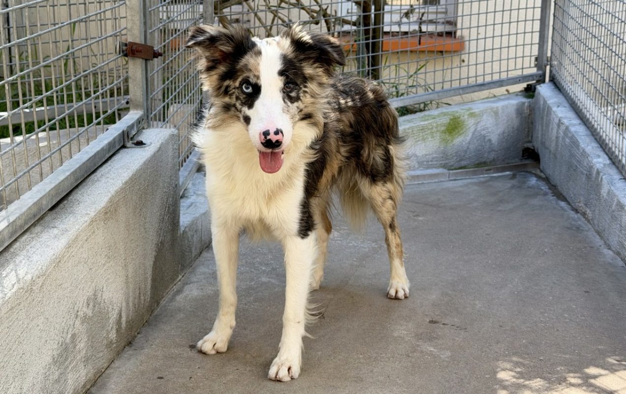 Shiva - Chien Border Collie à adopter