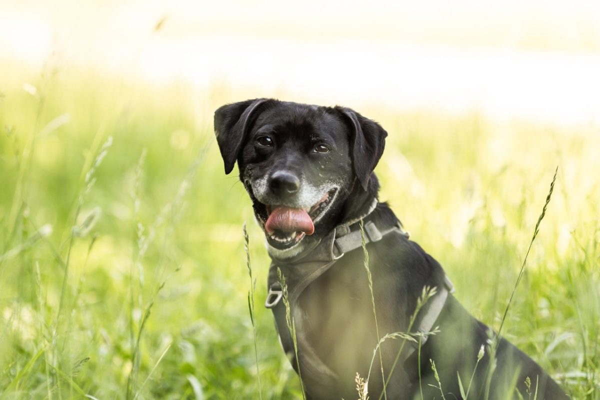 Samya - Chien à adopter