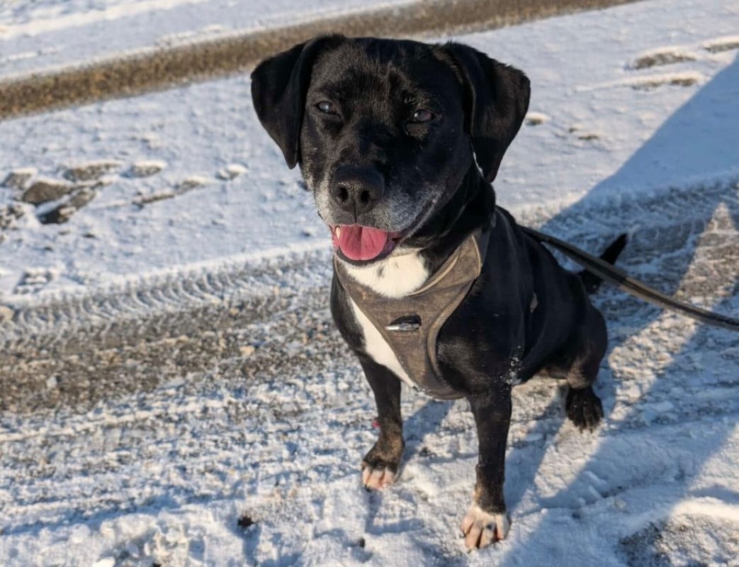 Samya - Chien à adopter - photo 2