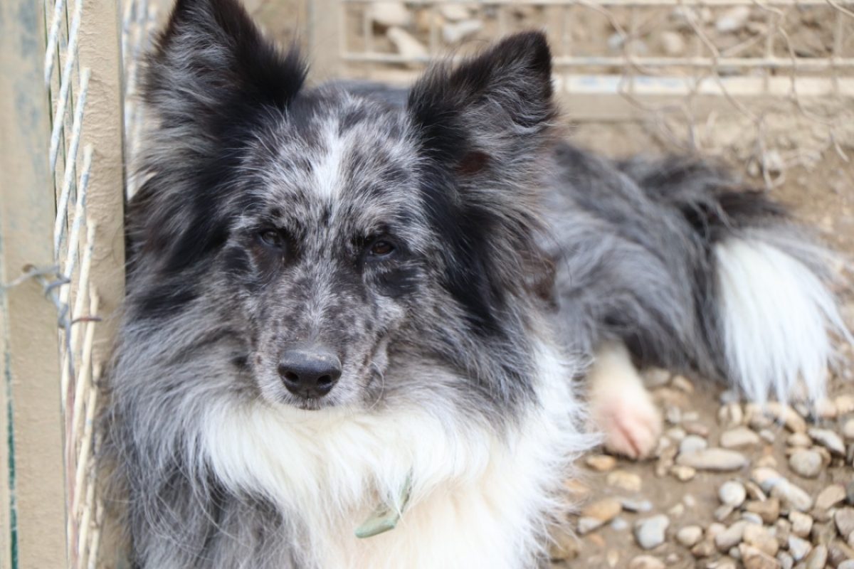 Tchoupi - Chien Border Collie à adopter