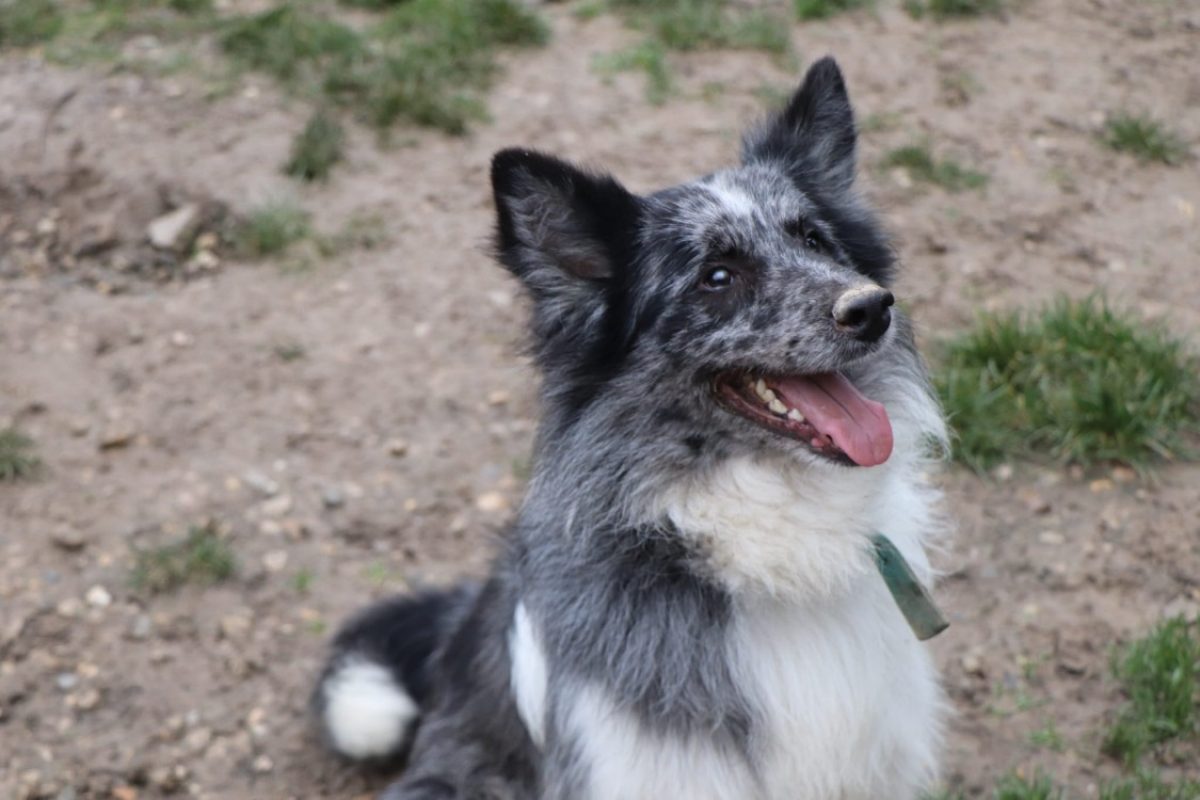 Tchoupi - Chien Border Collie à adopter - photo 2