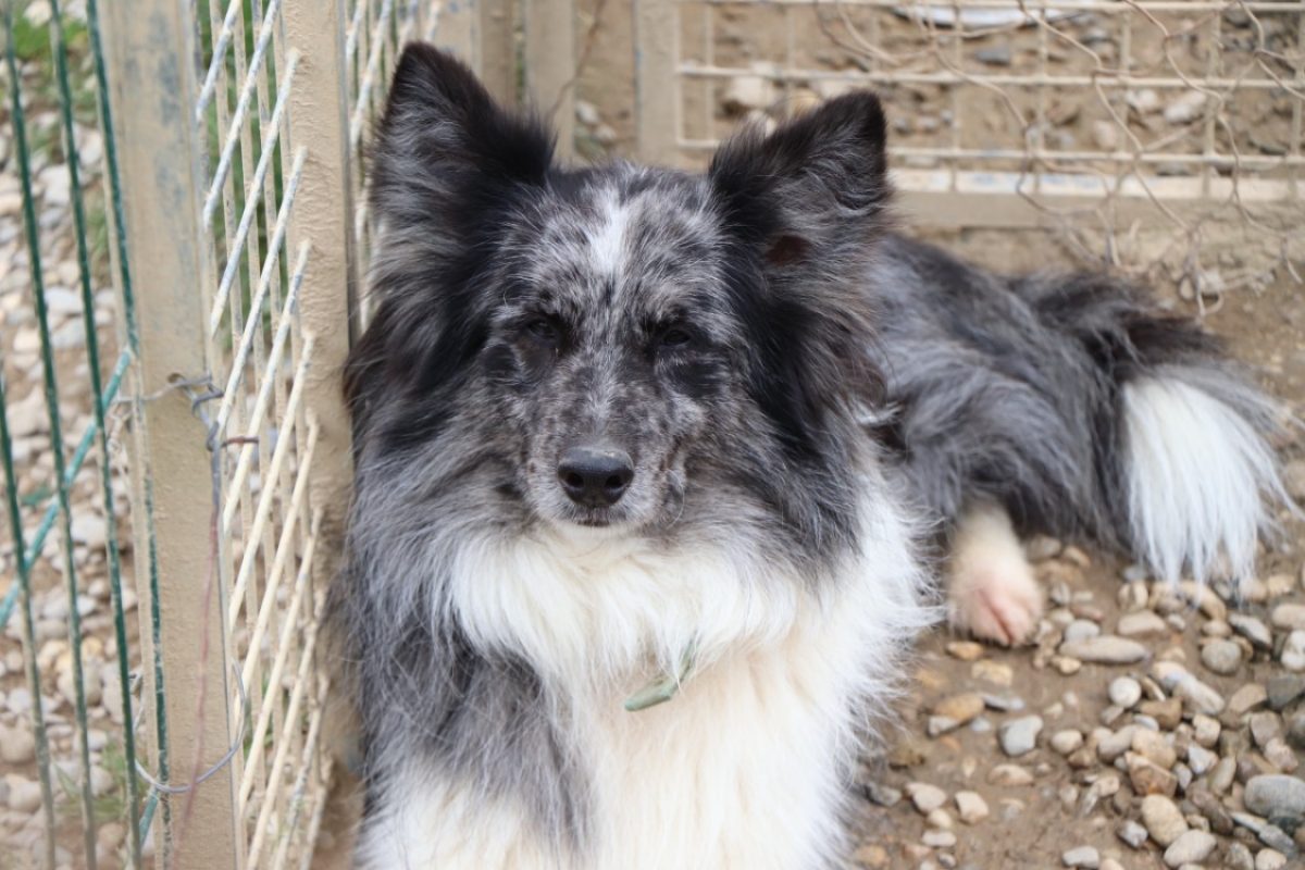 Tchoupi - Chien Border Collie à adopter - photo 3