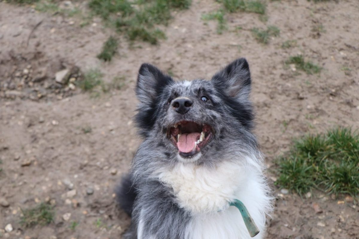 Tchoupi - Chien Border Collie à adopter - photo 4