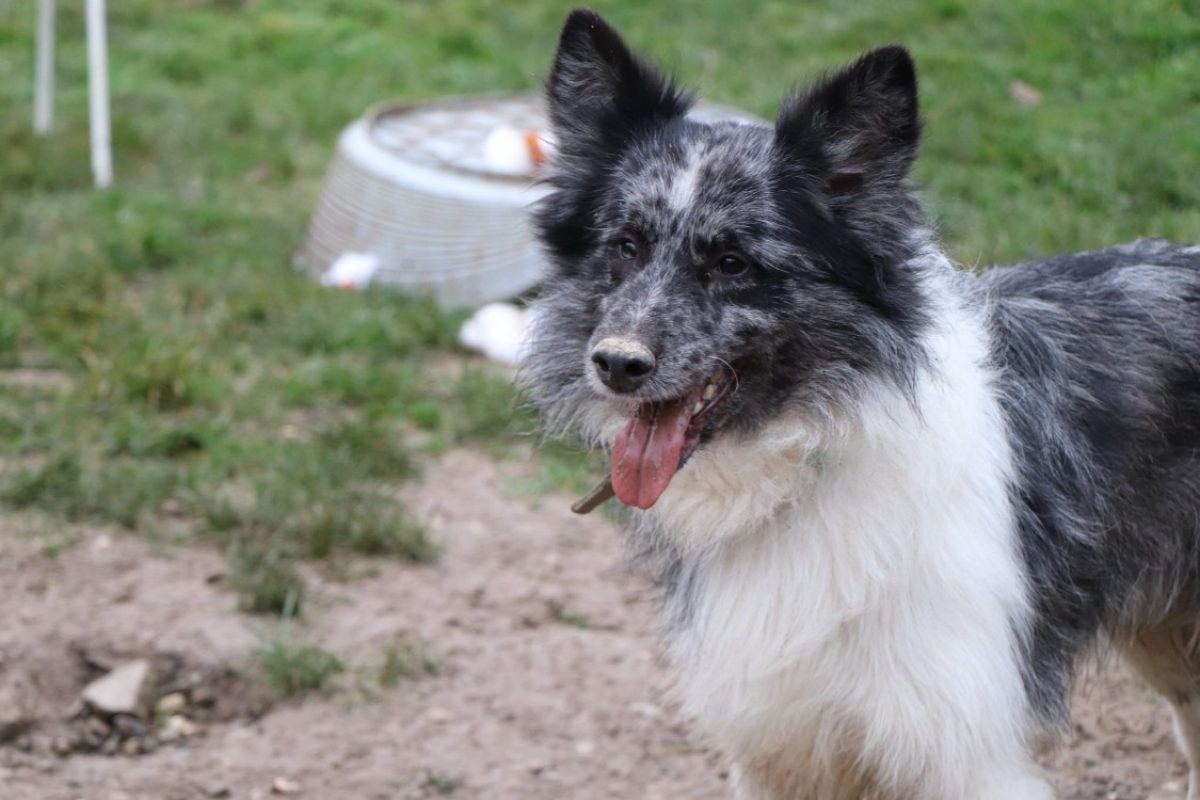 Tchoupi - Chien Border Collie à adopter - photo 5