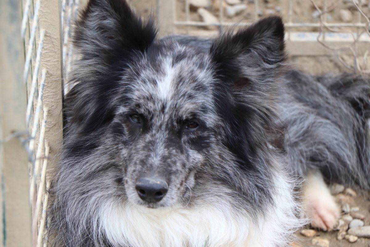 Tchoupi - Chien Border Collie à adopter - photo 6