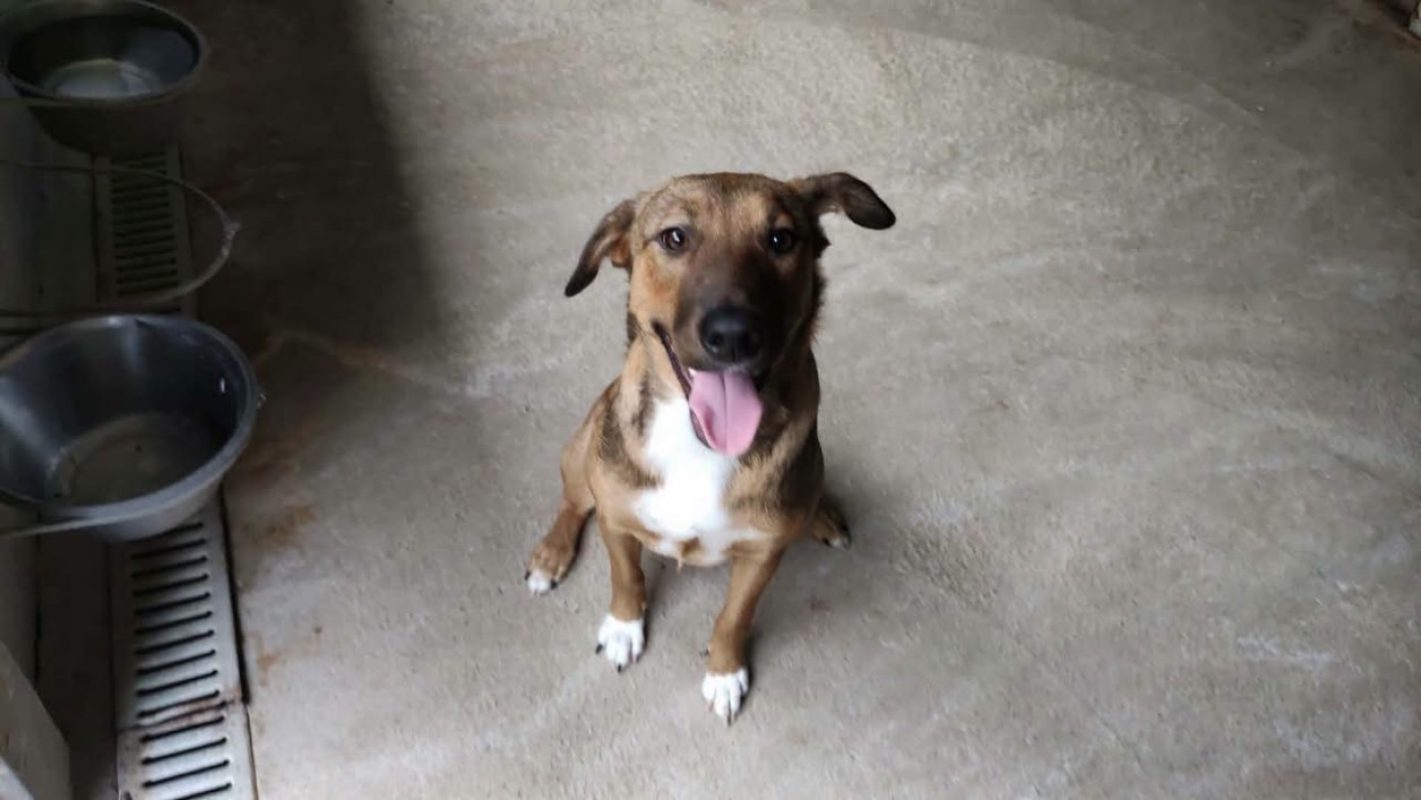 Billie - Chien à adopter