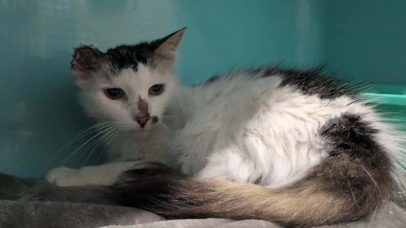 Clochette - Chat Européen à adopter