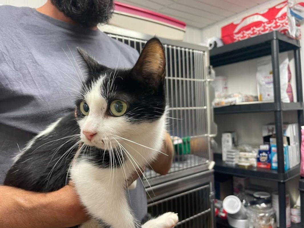 Arielle - Chat Européen à adopter