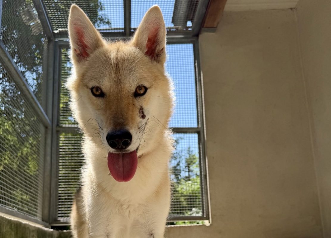 Saona - Chien à adopter
