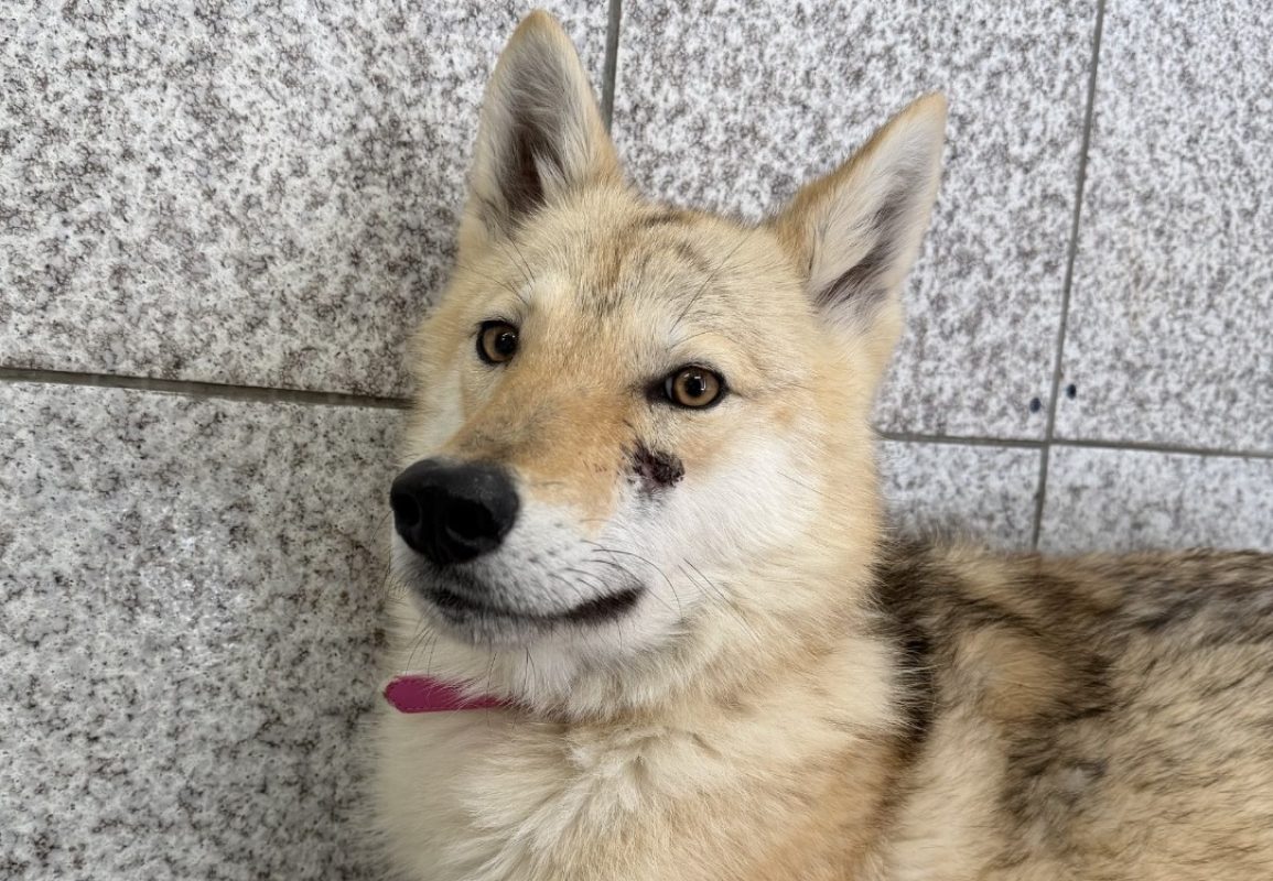 Saona - Chien à adopter - photo 2