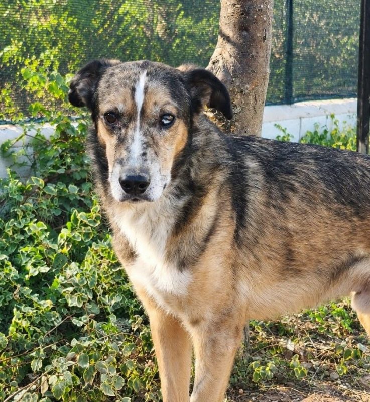 Ligero - Chien Berger Allemand à adopter