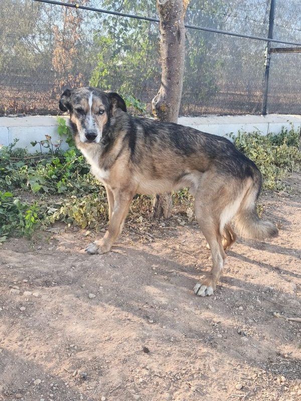 Ligero - Chien Berger Allemand à adopter - photo 2