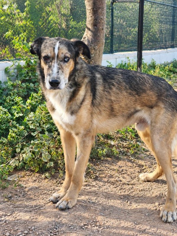 Ligero - Chien Berger Allemand à adopter - photo 4