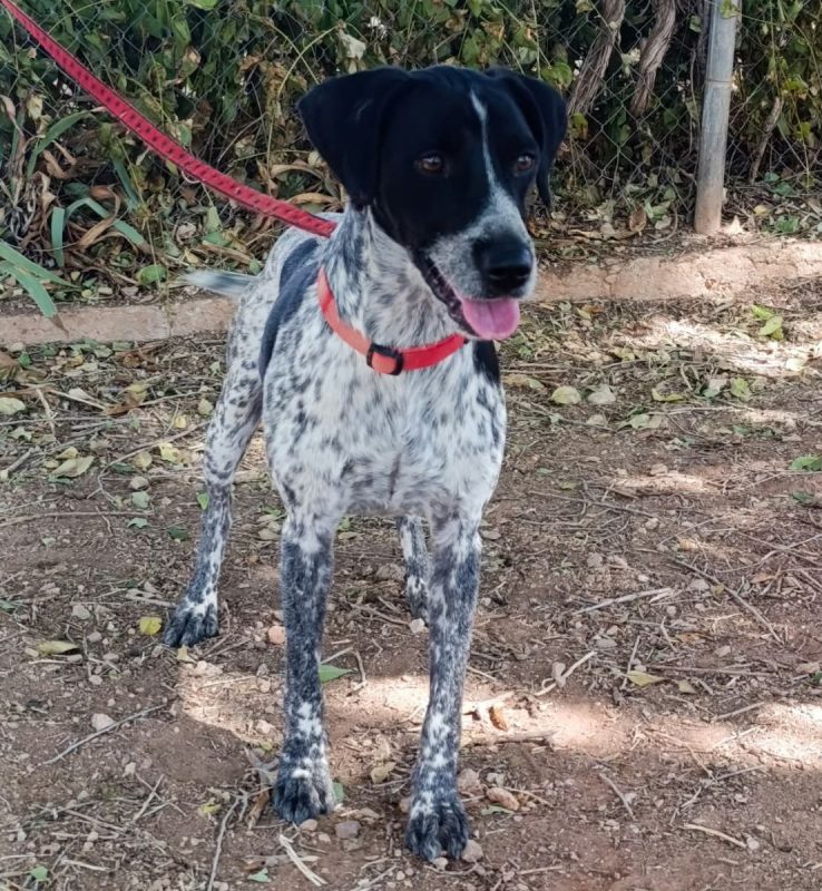 Apolo - Chien Pointer Anglais x Braque allemand à poil court à adopter