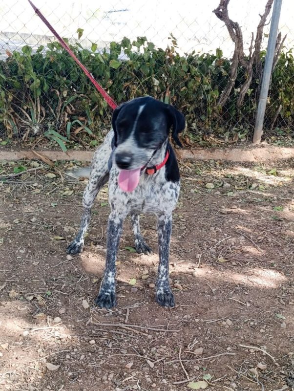 Apolo - Chien Pointer Anglais x Braque allemand à poil court à adopter - photo 6