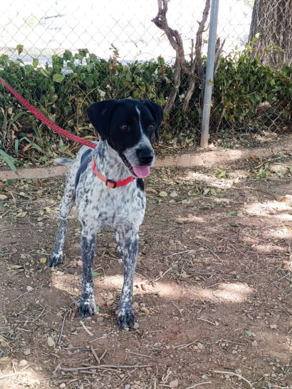 Apolo - Chien Pointer Anglais x Braque allemand à poil court à adopter - photo 7